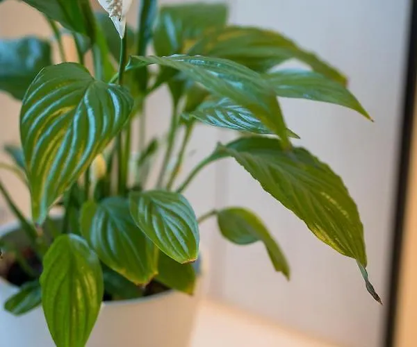 Apartsw241 * 옐레니아구라